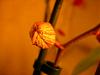 bud blast problem and ? new flowering stem-bud-blast-yello-pink-phal-jpg