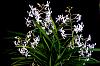 Vandofinetia Blaupunkt (Neo. Falcata x V. cerulescens)-orchid-photos-515-jpg