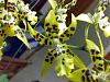 More plants are blooming-yellow-tig-3-230209-jpg