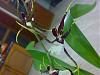 More plants are blooming-brassia-3-230209-jpg