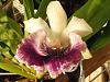 Cochleanthes Amazing-2009_02250004-jpg