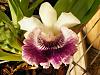 Cochleanthes Amazing-2009_02250007-jpg