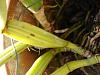 Help identify Cattleya species.  Mendelii???-mendelii_5-jpg