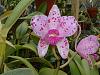 Cattleya amethystoglossa anticipation-amethystoglossa-2-jpg