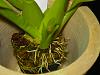 Help, new shoot problem-march-2009-orchids-005-jpg
