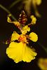 Oncidium in bloom - but no ID-it1t0729_24r-jpg