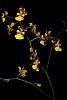 Oncidium in bloom - but no ID-it1t0778_2_24r-jpg