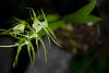 Brassia verucosa?-it1t0193_24r-jpg