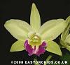 Lc Kencolor 'Green Meadows'-blc-greenwich-jpg