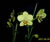 NOID Phal - Yellow-copy-s4020194-reduced-jpg