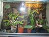 Totally new struggling with first orchidarium-orchidarium-2-jpg