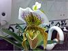 Some paph are blooming-slipper-1-yellow-050309-jpg
