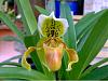 Some paph are blooming-sliper-asif-230209-jpg