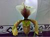 Some paph are blooming-slipper-5-060309-jpg
