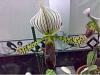 Some paph are blooming-slipper-190309-jpg