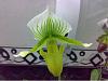 Some paph are blooming-slippers-190309-jpg