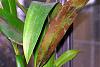Brassia Rex Sakata-dsc_0004-medium-jpg
