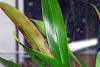 Brassia Rex Sakata-dsc_0005-medium-jpg
