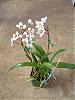 Just back from the Ottawa Orchid Show-sarcochilus-jpg