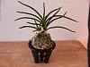 Easier way to repot Neo's-p1030644-custom-jpg