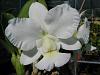 C. walkeriana alba ' White Beauty '-walkeriana-white-beauty-jpg