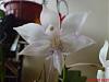 Orchids with a strong scent-dsc00721-jpg
