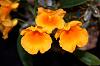 Species Dendrobiums and a Cattleya-orchid-photos-764-jpg