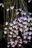 Species Dendrobiums and a Cattleya-orchid-photos-756-jpg