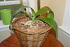 trouble shooting my orchids for root rot, etc-dsc00001-jpg