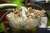 trouble shooting my orchids for root rot, etc-dsc00006-jpg