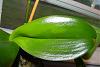 trouble shooting my orchids for root rot, etc-dsc00007-jpg