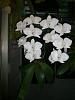 Species white phals in blooms-cimg4708-jpg