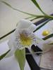 Thunia alba blooming-thuia-bud-25thapril09-009-jpg