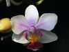 Phal. equestris-2009_04250053-jpg