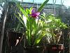 help identify this cattleya-cath-3-jpg