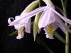 Thunia alba blooming-thnia27thblack-001-jpg