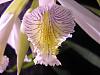 Thunia alba blooming-thnia27thblack-004-jpg