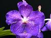 V. Fuch's Delight x V. coerulea-2009_05020002-jpg