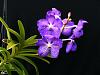 V. Fuch's Delight x V. coerulea-2009_05020005-jpg