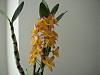 Noid Dendrobium Nobile-blooms-003-jpg