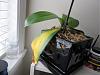 Orchid Newbie... am I killing my Phal?-img_0583-jpg