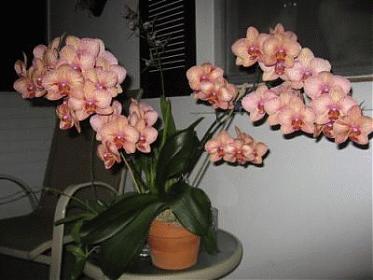 New Member from Dunedin, FL-phal2-jpg