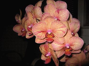 New Member from Dunedin, FL-phal3-jpg