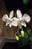 Phalaenopsis amabilis-cimg4837-jpg