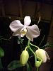 Phalaenopsis amabilis-cimg4816-jpg