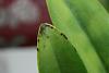 Need help identifying black spots on orchid!!!-pot-creation-summers-choice-1-jpg