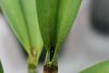 Need help identifying black spots on orchid!!!-pot-creation-summers-choice-2-jpg