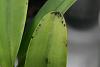 Need help identifying black spots on orchid!!!-pot-creation-summers-choice-3-jpg