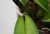 Need help identifying black spots on orchid!!!-pot-creation-summers-choice-4-jpg