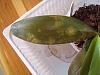 Phalaenopsis leaf damage-disesased-orchid-002-jpg